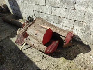 Troncos de Ciprés Real