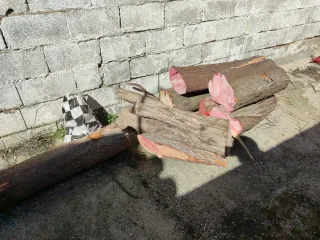 Troncos de Ciprés Real