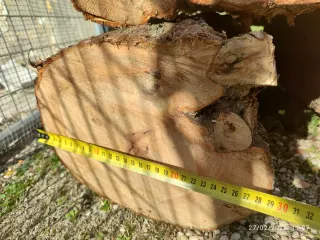 Troncos de Ciprés Real