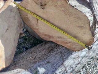 Troncos de Ciprés Real