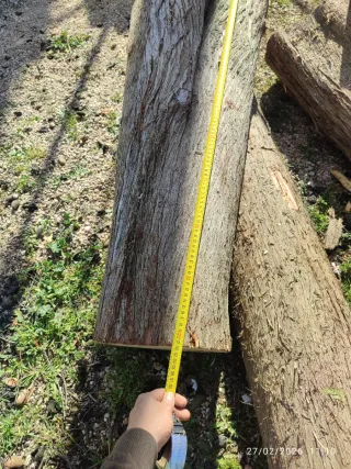 Troncos de Ciprés Real