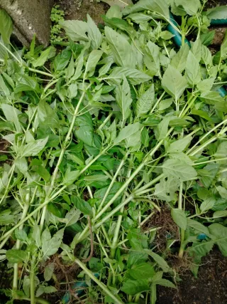 Busco profesor/a particular