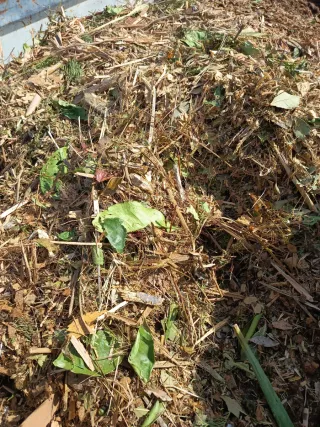 Mantillo Poda triturada Mulching