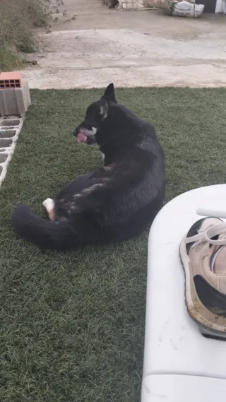 Cuidado de niños, mascotas,tareas del hogar