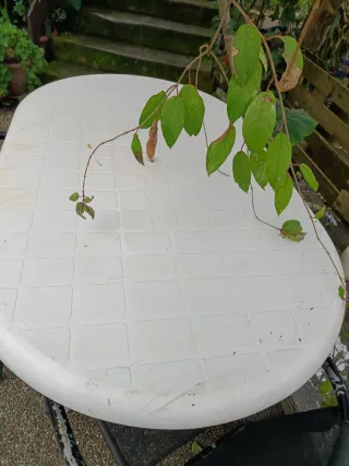 Mesa ovalada blanca de plástico