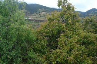 Solar en venta en Paso (El)