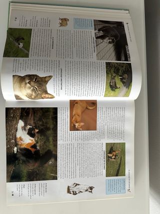 Libro gatos , razas , cuidados , hostoria