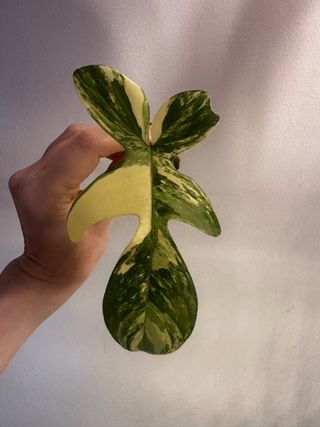 Philodendron Florida Beauty