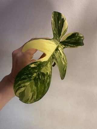 Philodendron Florida Beauty