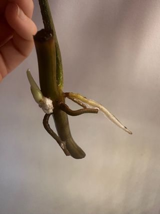 Philodendron Florida Beauty