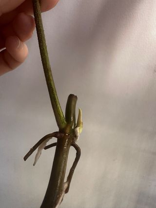 Philodendron Florida Beauty