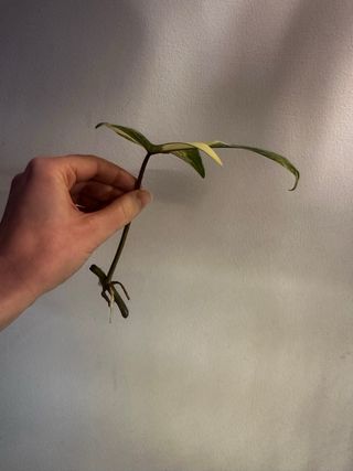 Philodendron Florida Beauty