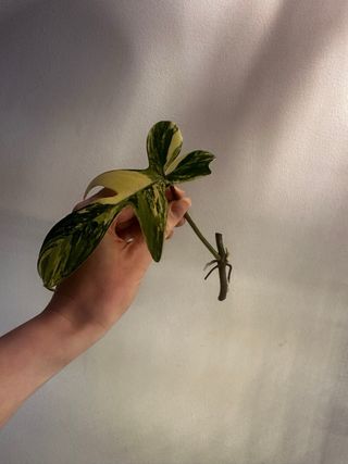 Philodendron Florida Beauty