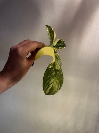 Philodendron Florida Beauty