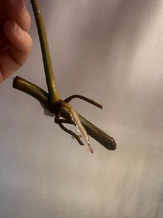 Philodendron Florida Beauty