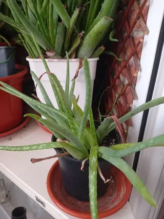Cambio aloe vera x otras plantas