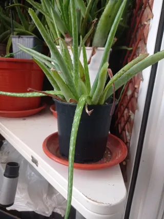 Cambio aloe vera x otras plantas