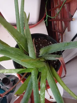 Cambio aloe vera x otras plantas