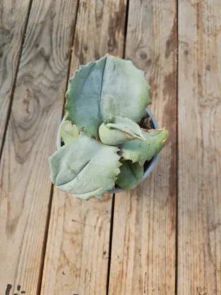 Agave marmorata cv papilio