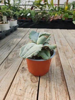 Agave marmorata cv papilio