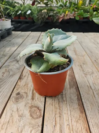 Agave marmorata cv papilio