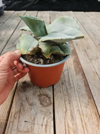 Agave marmorata cv papilio