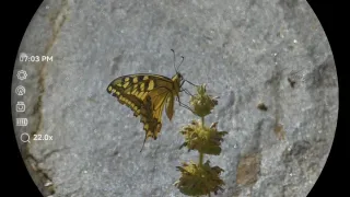 Hikmicro Habrok 4K HE25LN