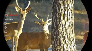 Hikmicro Habrok 4K HE25LN