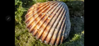 Panasonic Lumix G 45-175 F4-5.6 ASPH.