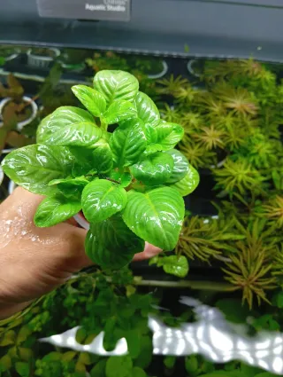 Limnophila Rugosa Plantas Acuario Fácil