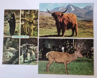 Lote 12 Cartoline Animali Zoo Londra ed Edimburgo