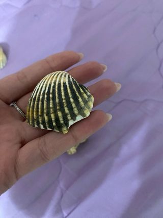 Conchiglie miste per collezione