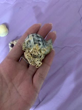 Conchiglie miste per collezione