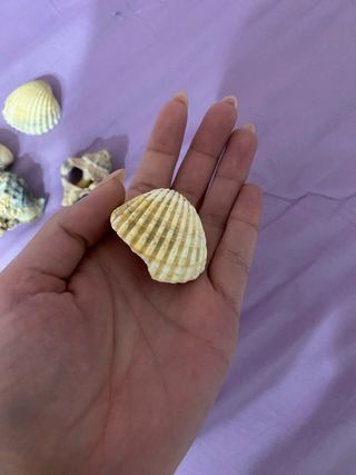 Conchiglie miste per collezione