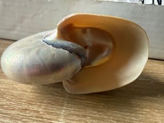 Nautilus madreperlaceo