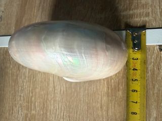 Nautilus madreperlaceo