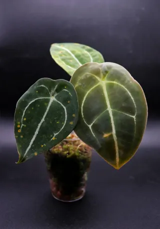 Anthurium Forgetii Dark