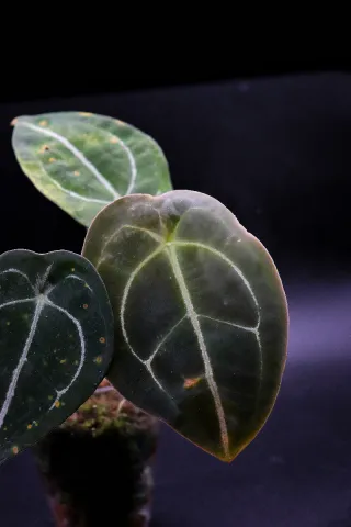 Anthurium Forgetii Dark