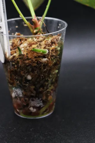 Anthurium Forgetii Dark