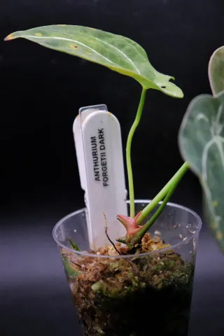 Anthurium Forgetii Dark