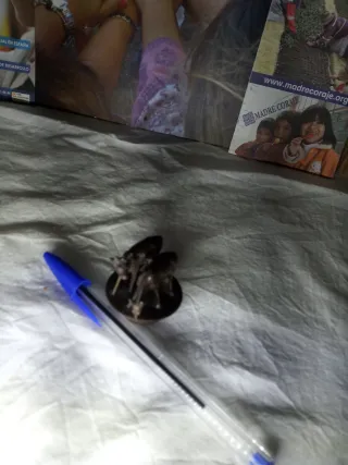 Pulsador timbre bronce