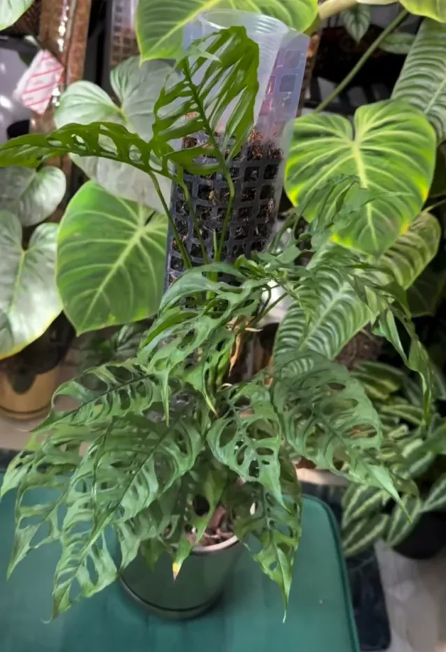 Monstera Obliqua esqueleto Peru planta interior de segunda mano por 15 EUR  en Madrid en WALLAPOP