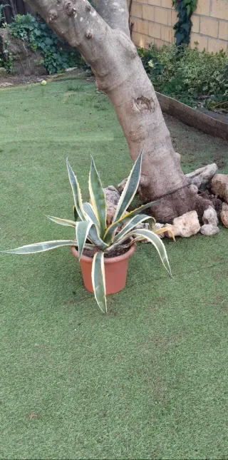 Ágave Americana en Maceta 30cm