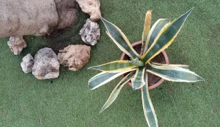 Ágave Americana en Maceta 30cm