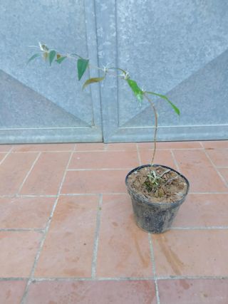 Pianta Buddleja Davidii Rosa Albero delle Farfalle