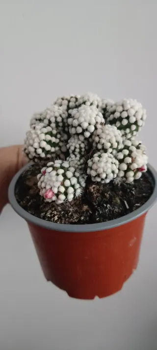 Mammillaria Gracilis Oruga Blanca
