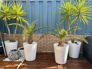 Palmeras en maceta blanca
