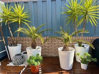 Palmeras en maceta blanca