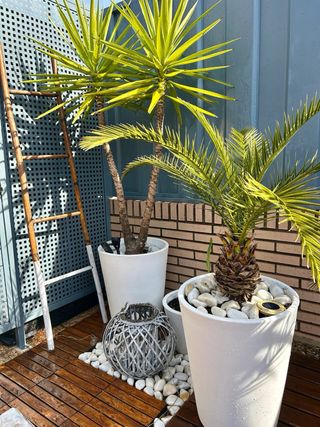 Palmeras en maceta blanca