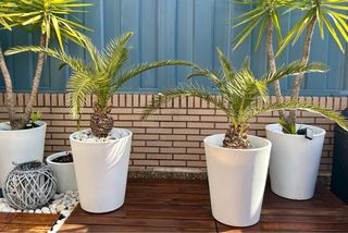 Palmeras en maceta blanca